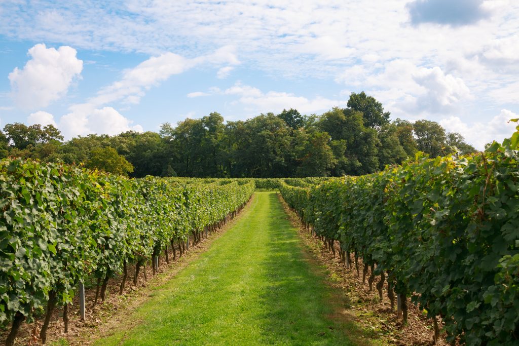vineyard near RV park