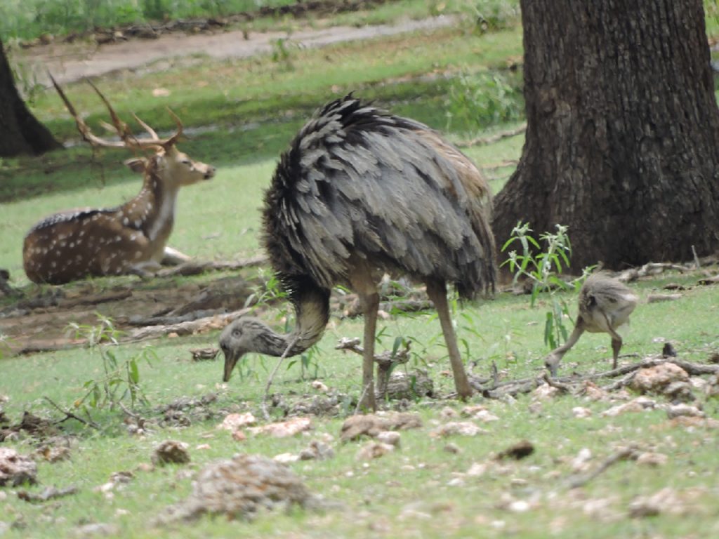 Exotic Resort Zoo