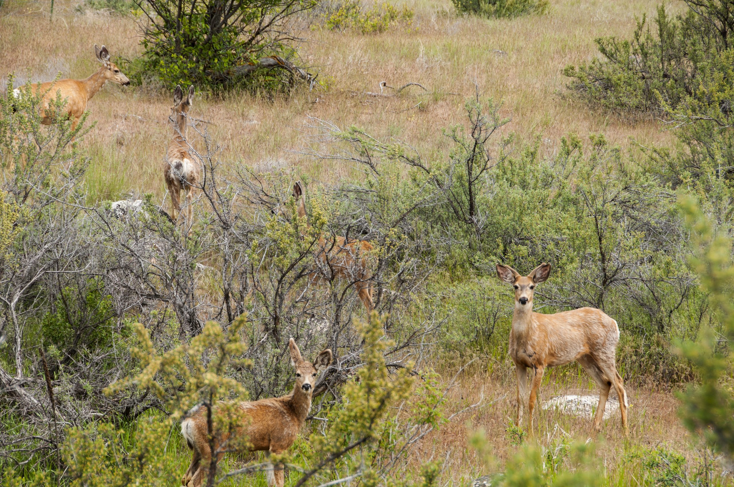 Top 10 Wildlife to Spot in Texas Hill Country