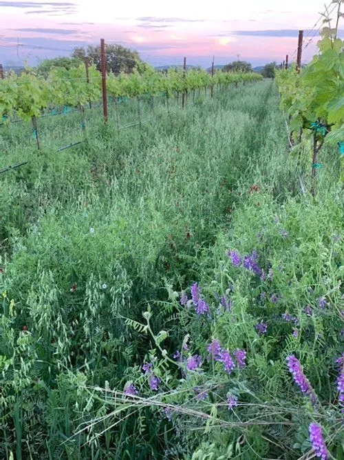 wine trails